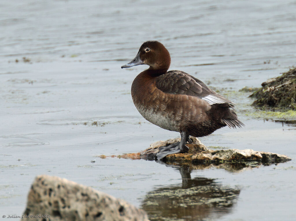 Common Pochard