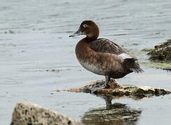 Common Pochard