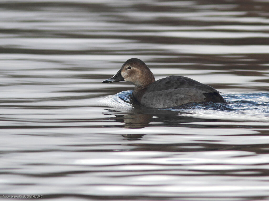 Common Pochard female, identification