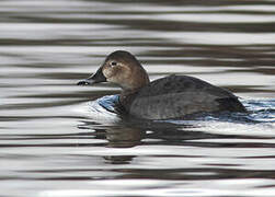 Common Pochard