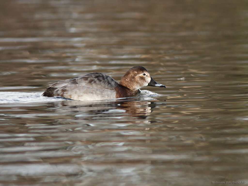 Common Pochard female, identification