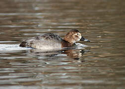 Common Pochard