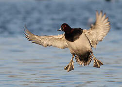 Common Pochard