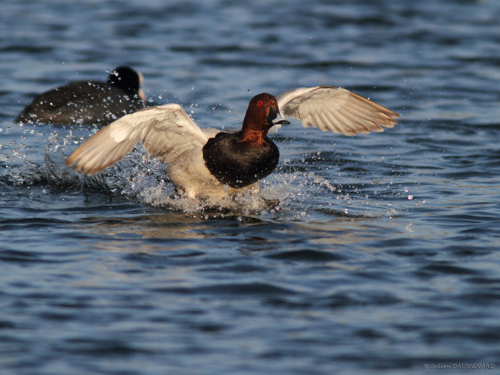 Common Pochard male, Flight