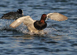 Common Pochard