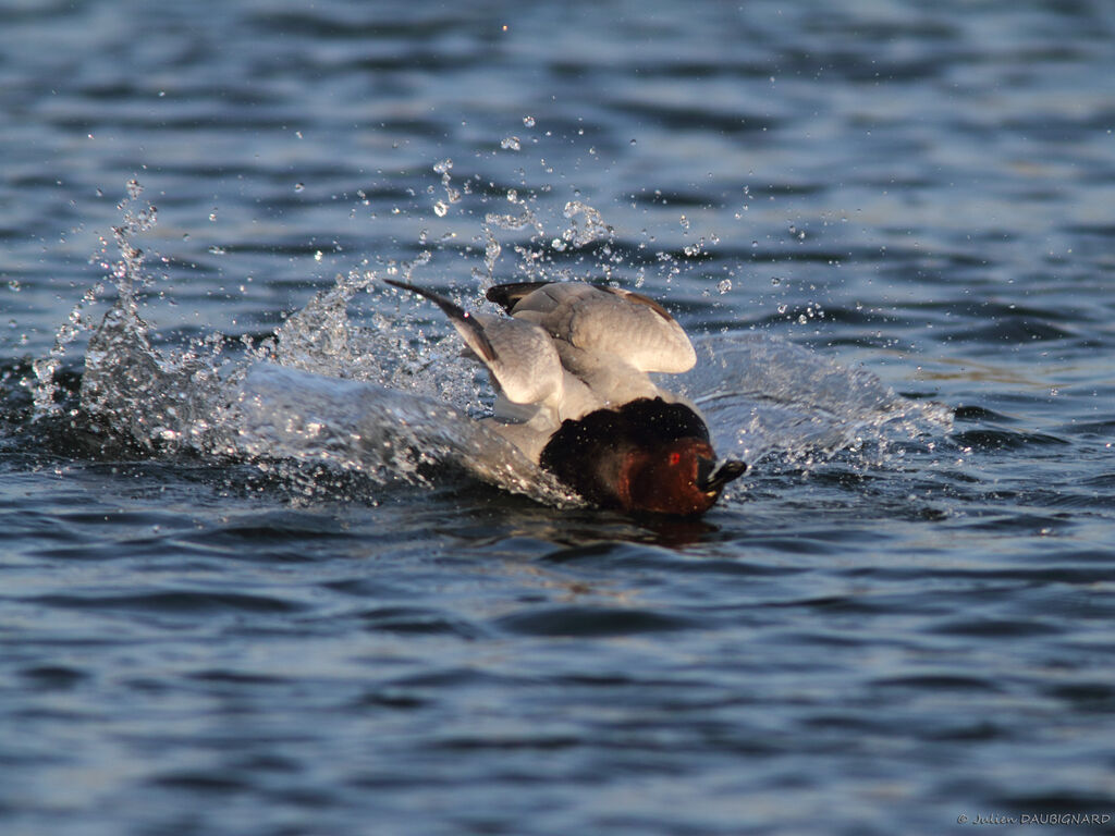 Common Pochard male, identification