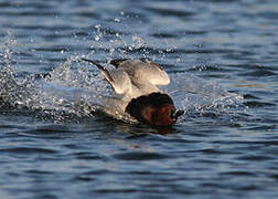 Common Pochard