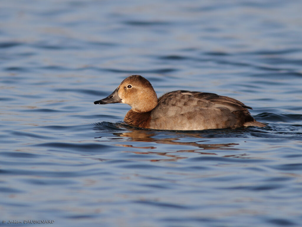 Common Pochard female, identification