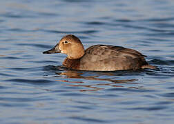 Common Pochard