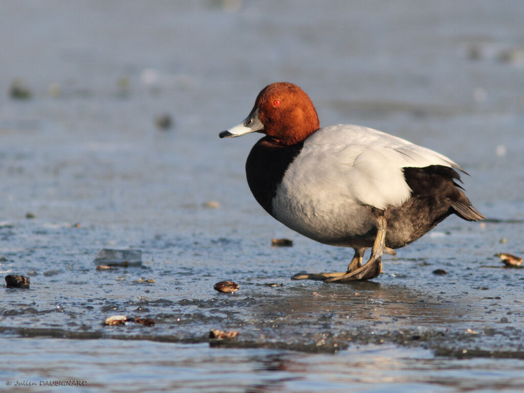 Common Pochard male, identification