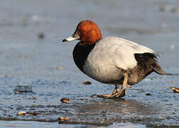 Common Pochard