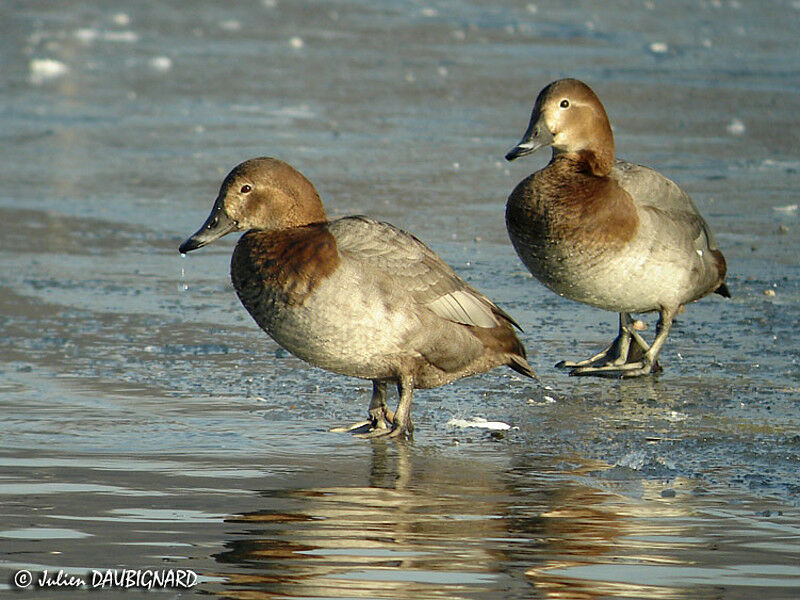 Common Pochard female