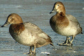 Common Pochard