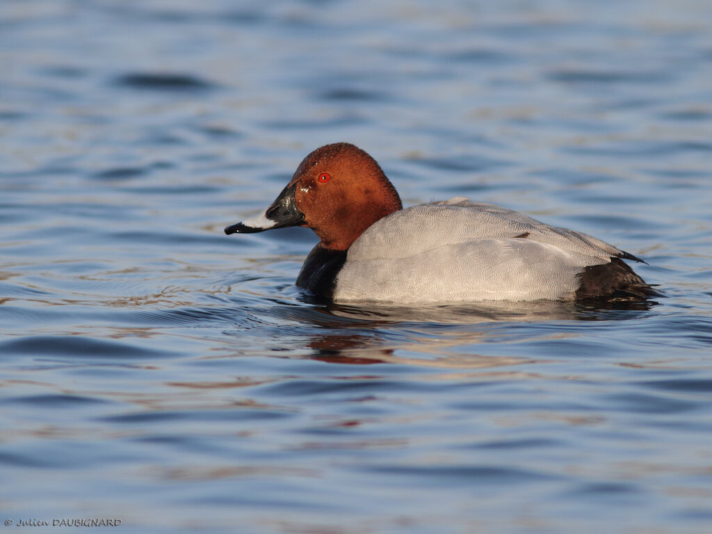 Common Pochard male, identification