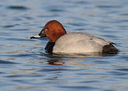 Common Pochard