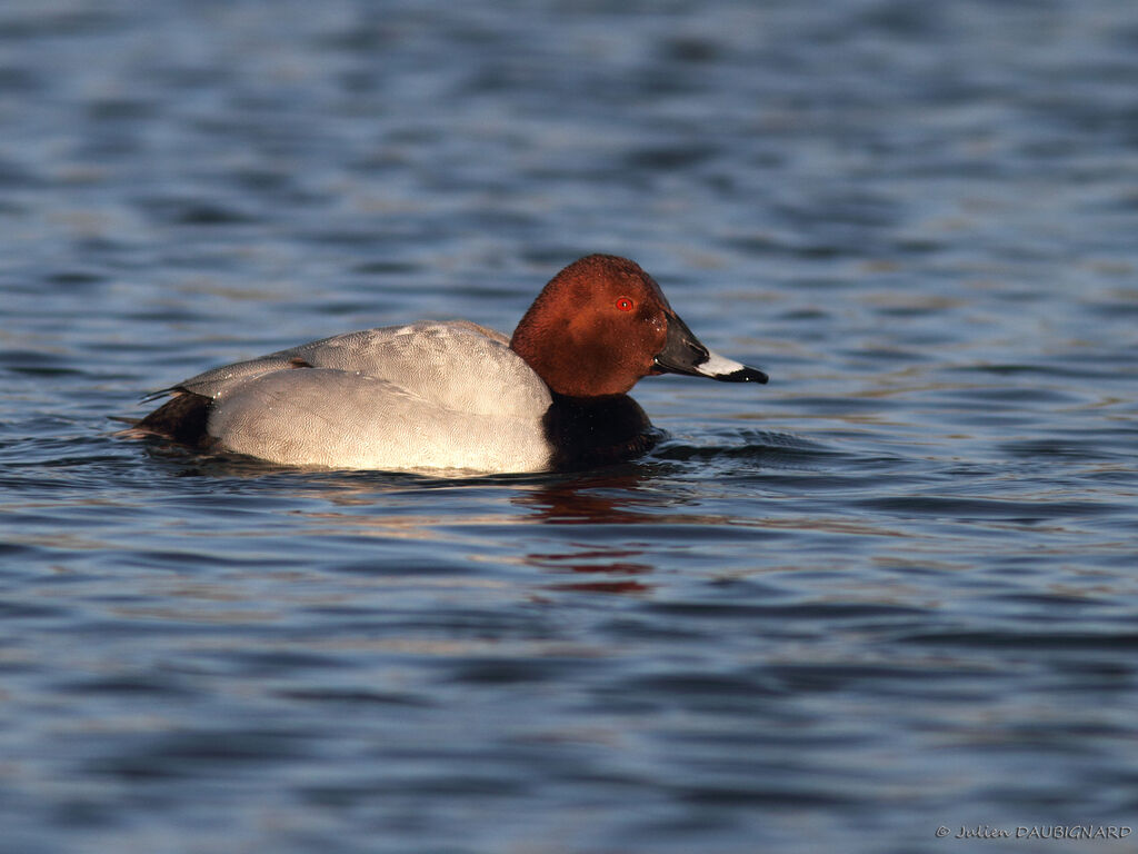 Common Pochard male, identification