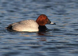 Common Pochard