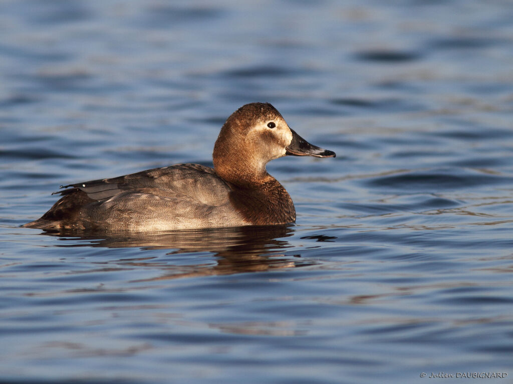 Common Pochard female, identification