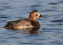 Common Pochard