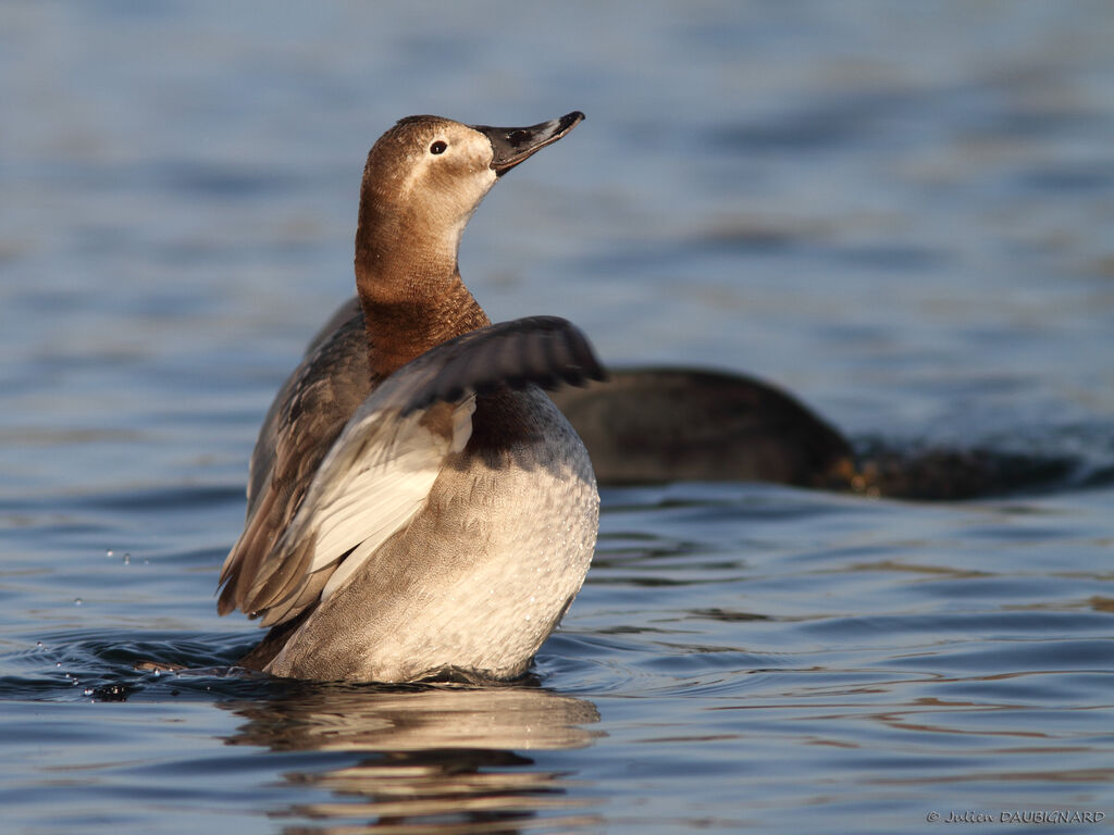 Common Pochard female, identification