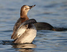 Common Pochard