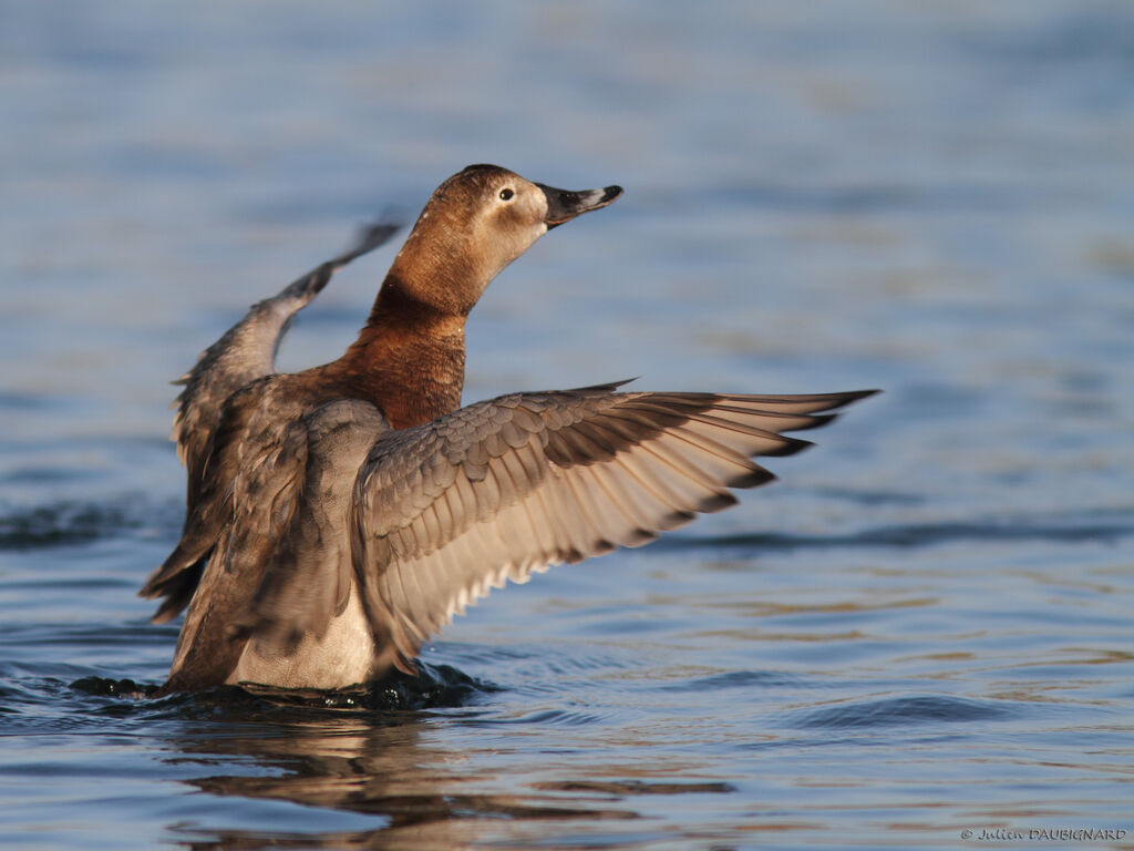 Common Pochard female, identification