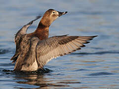 Common Pochard