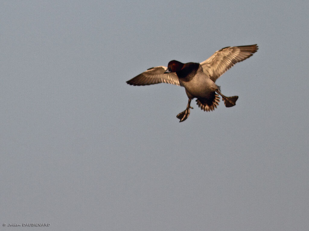 Common Pochard male, Flight