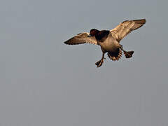 Common Pochard