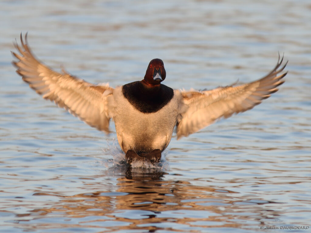 Common Pochard male, Flight