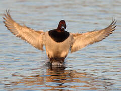 Common Pochard