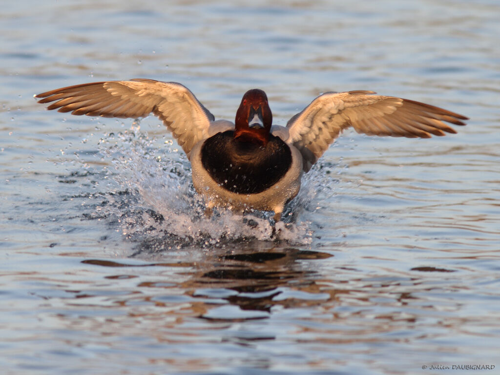 Common Pochard male, Flight