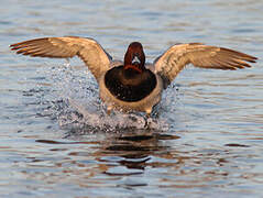 Common Pochard