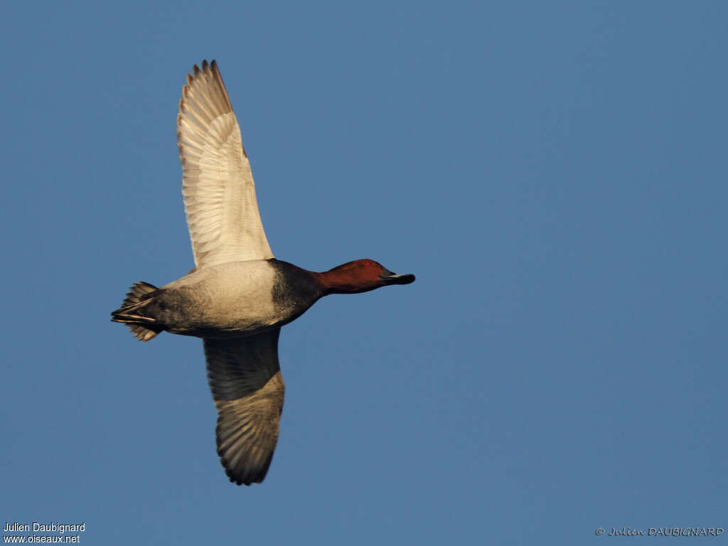 Common Pochard male adult, Flight