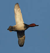 Common Pochard