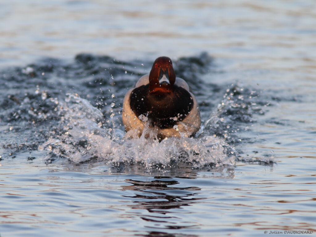 Common Pochard male, identification