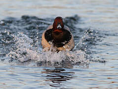 Common Pochard