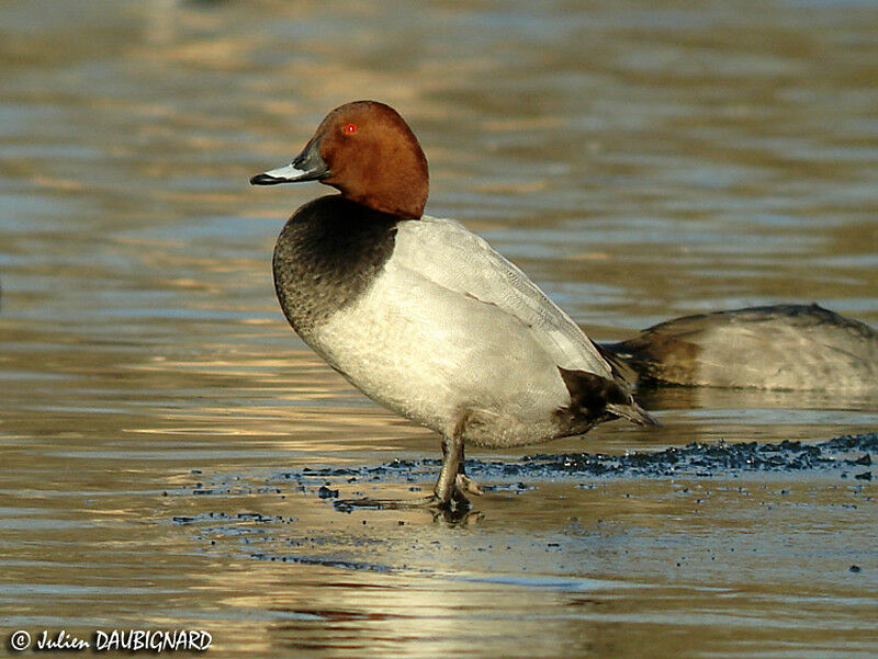 Common Pochard male