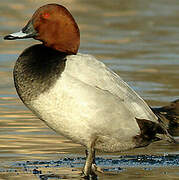 Common Pochard