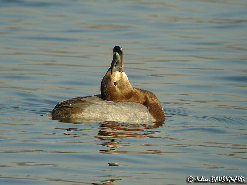 Common Pochard female