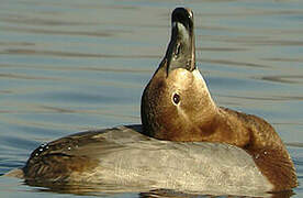 Common Pochard