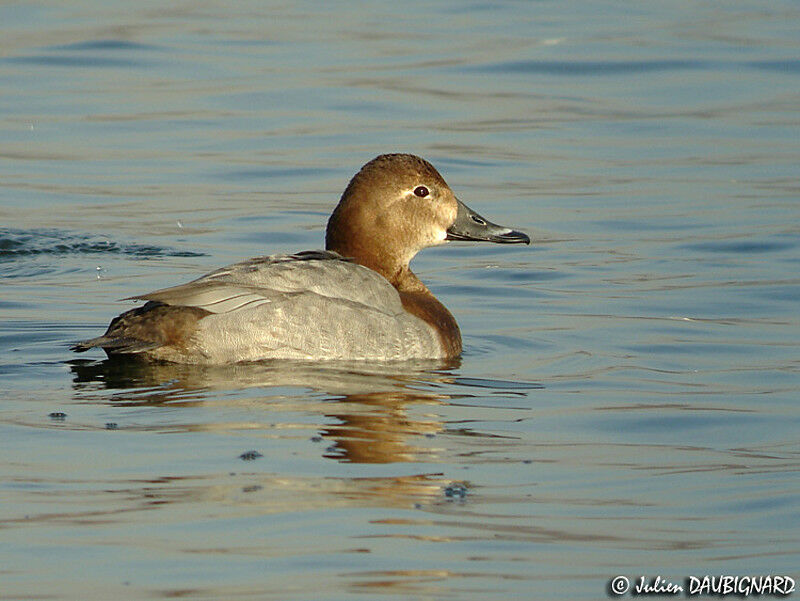 Common Pochard female