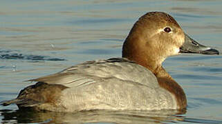 Common Pochard