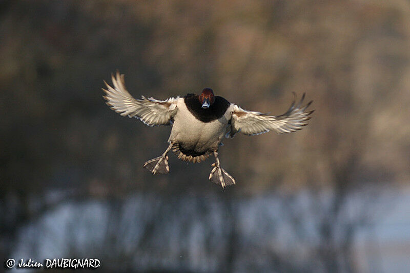 Common Pochard male adult, Flight