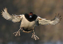 Common Pochard