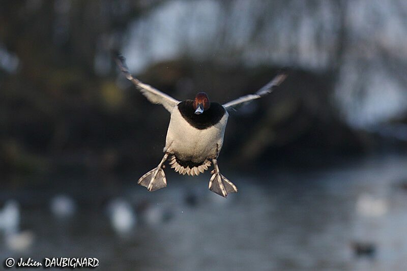 Common Pochard male adult, Flight