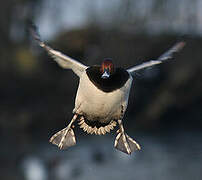 Common Pochard