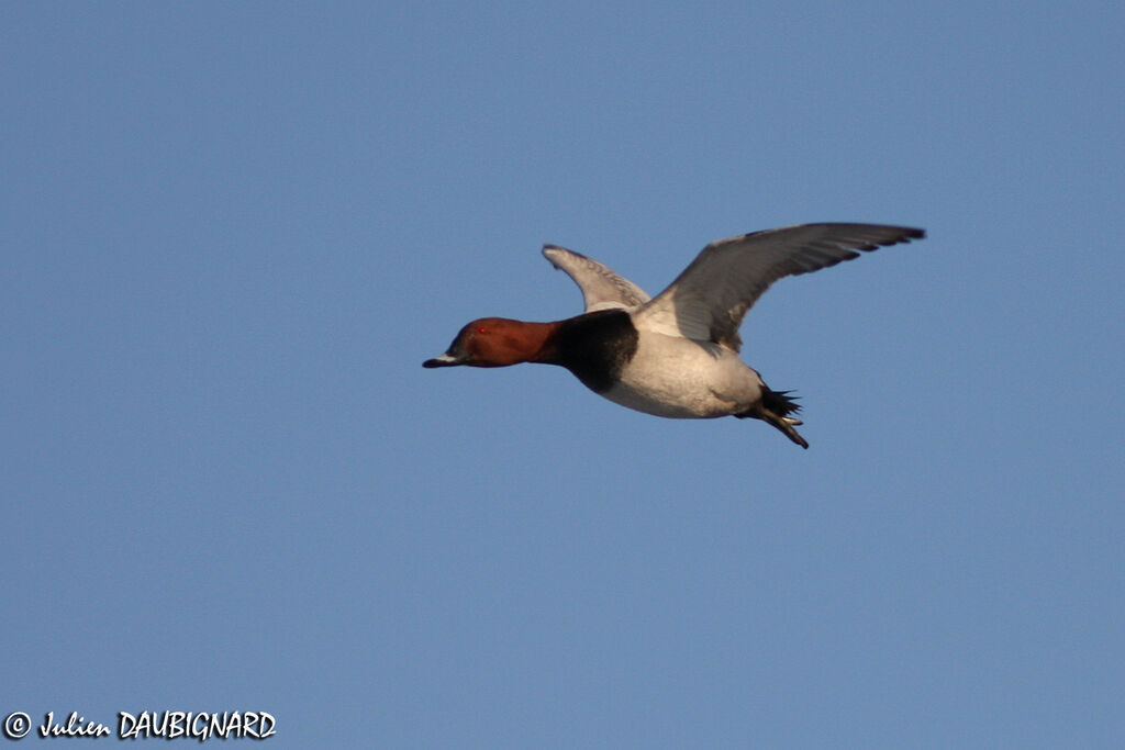 Common Pochard male adult, Flight