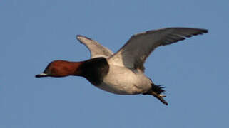 Common Pochard