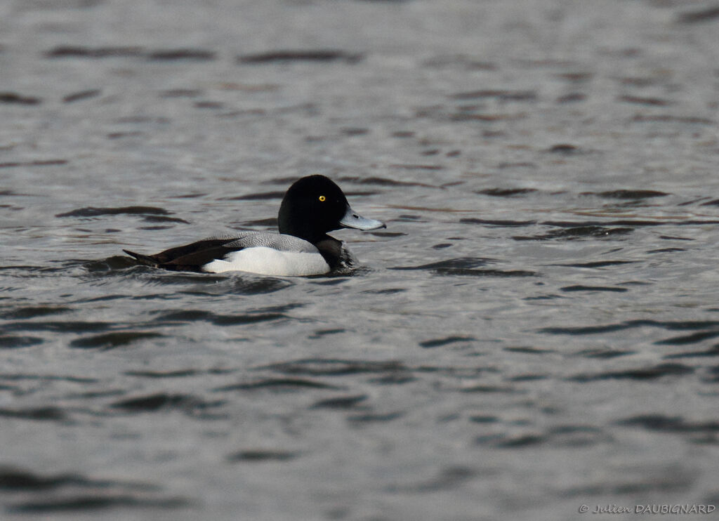 Greater Scaup male adult, identification